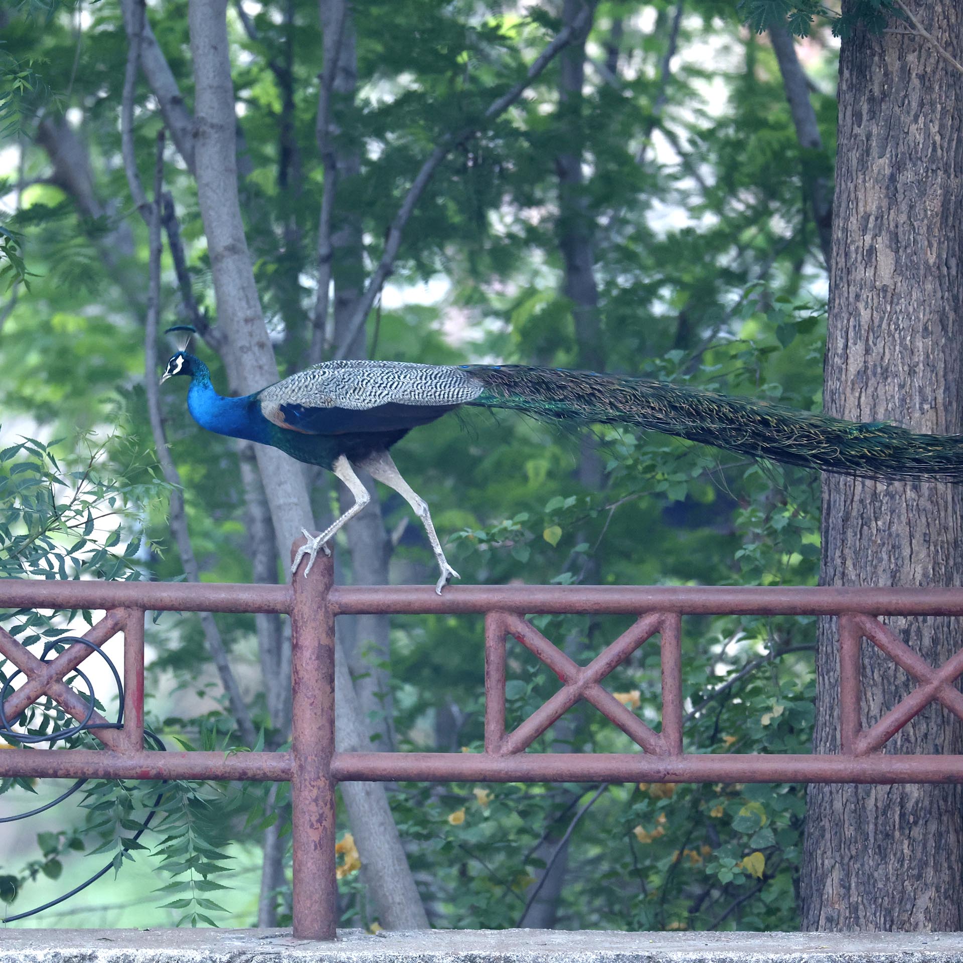_09A3674